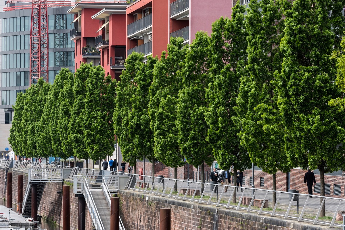 Rasanter Klimawandel: BdB fordert Klimabäume auch für die Stadt und die freie Natur