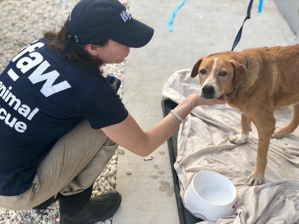 Tierrettungsteam des IFAW auf den Bahamas im Einsatz