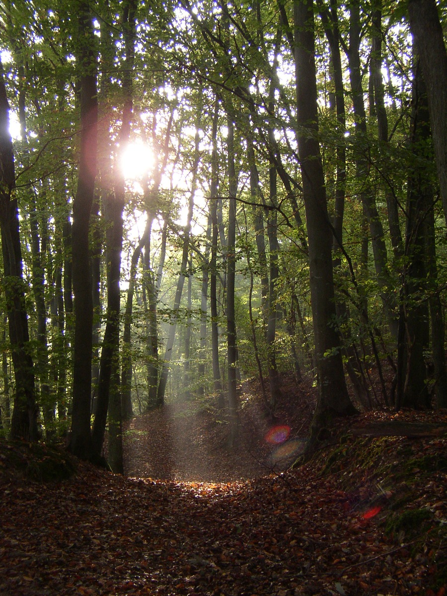 Gemeinsam Klimawälder schaffen / toom unterstützt im Rahmen einer Aktionswoche rund um PRO PLANET erneut den Naturefund e.V.