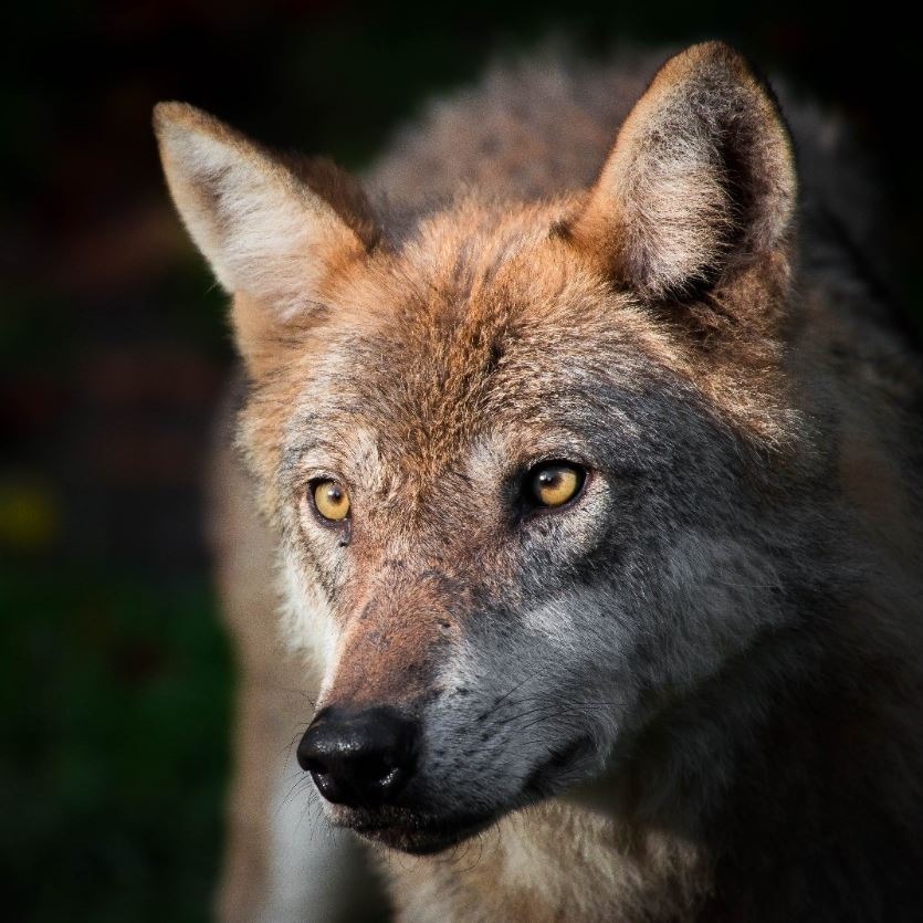 Schutzstatus des Wolfes beibehalten - Appell an Bundesumweltministerin Steffi Lemke