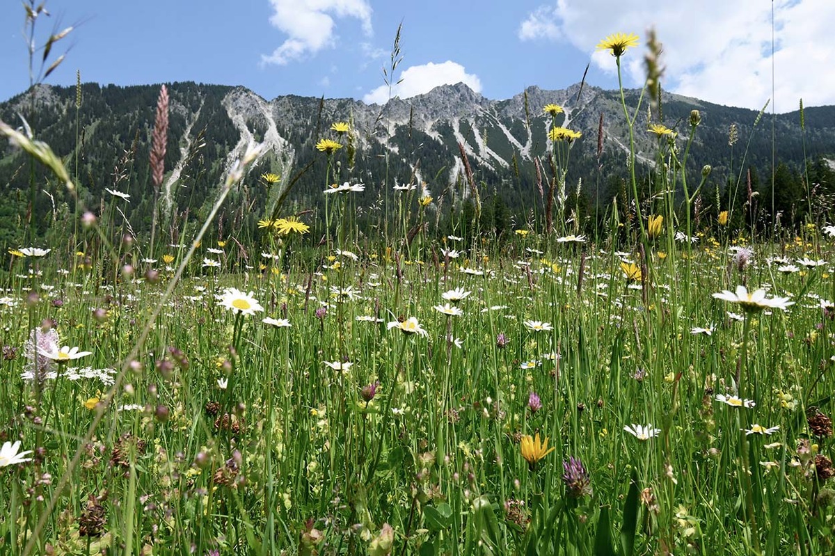 Den Naturschätzen in den Allgäuer Hochalpen zuliebe - Bad Hindelang erhält Förderbescheid für Pilotprojekt zur Besucherlenkung