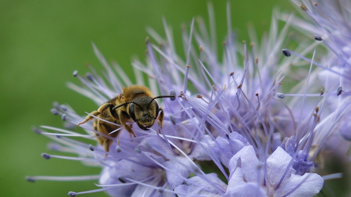 ++ Weltbienentag: BUND-Rettungsinseln für Wildbienen am Grünen Band – Nisthügel, Blühfelder und Steinriegel bieten den Insekten Nahrung, Schutz und Brutplätze ++