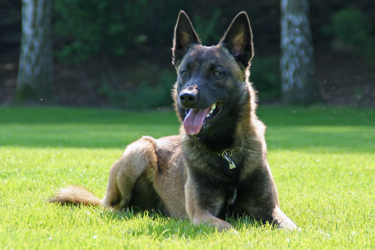 POL-DO: Rauschgiftspürhund Bascos Beute der vergangenen Tage