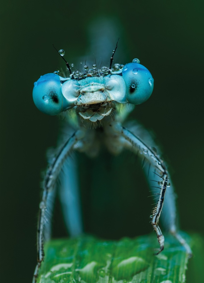 Aarauer Naturfilmtage im Naturama mit dem Schwerpunkt Insekten