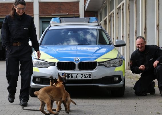 POL-DU: Dexter und Denver wollen Polizeihunde werden