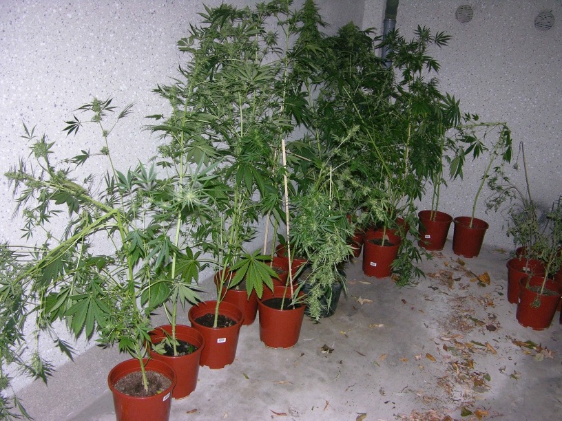 POL-GOE: (1208/2006) Durchsuchung in Westerode - Cannabiszucht bei 19-Jährigem beschlagnahmt