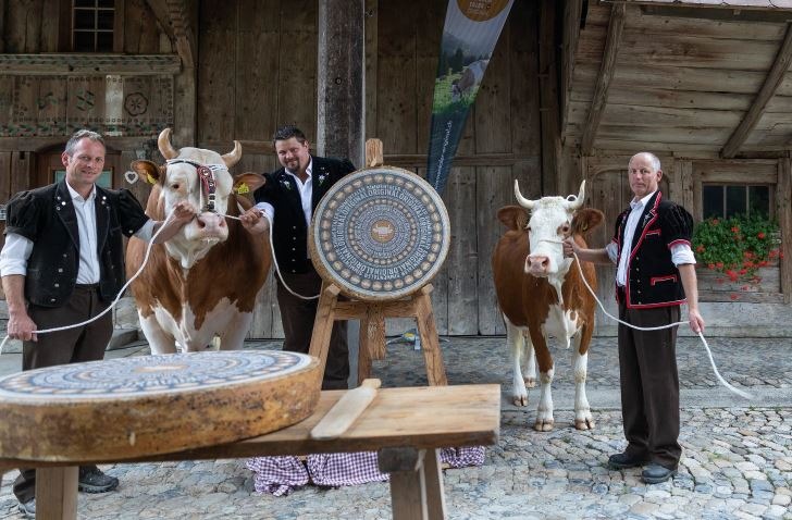 Mit einzigartigem Käse zu mehr Simmentaler Kühen