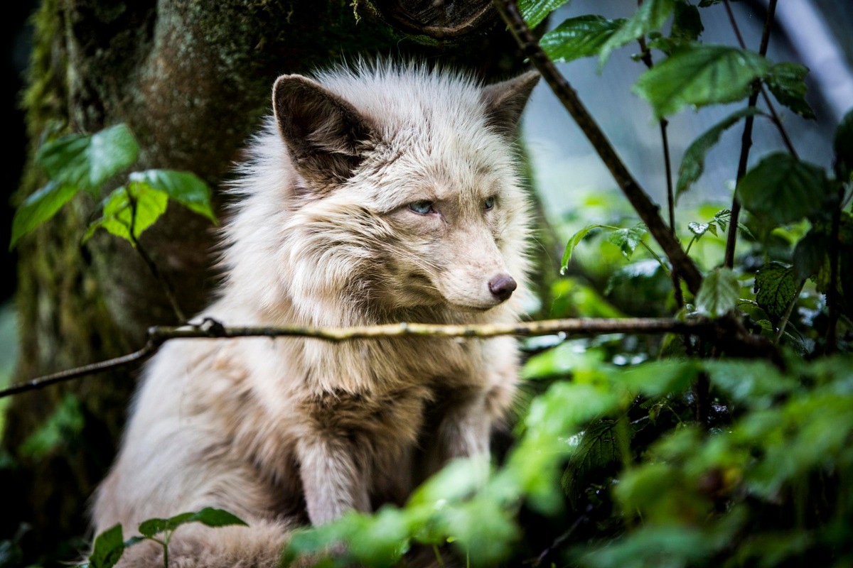 Luxusmarke Moncler verzichtet auf Tierpelz