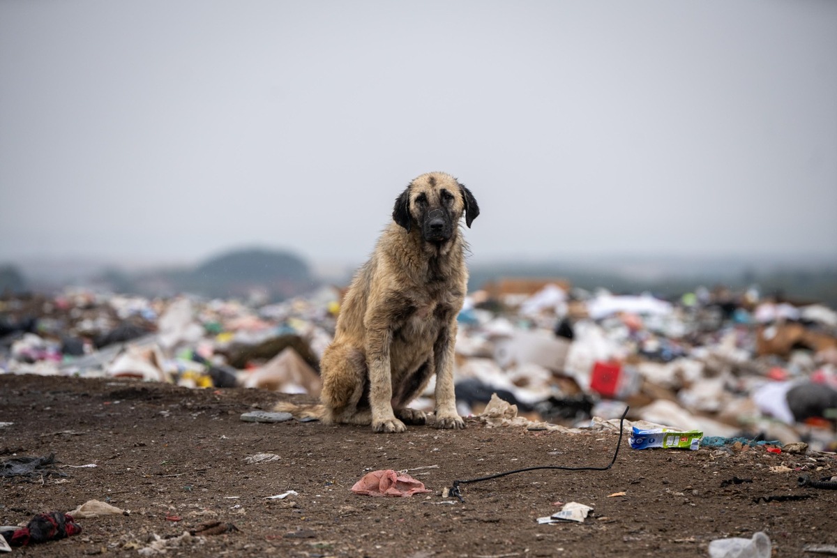 Weltstreunertag: «Alle Hunde und Katzen verdienen ein liebevolles Zuhause»