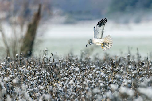 PM In Deutschland vom Aussterben bedroht: Seltener Greifvogel ist aktuell Wintergast in Sielmanns Naturlandschaften Brandenburg