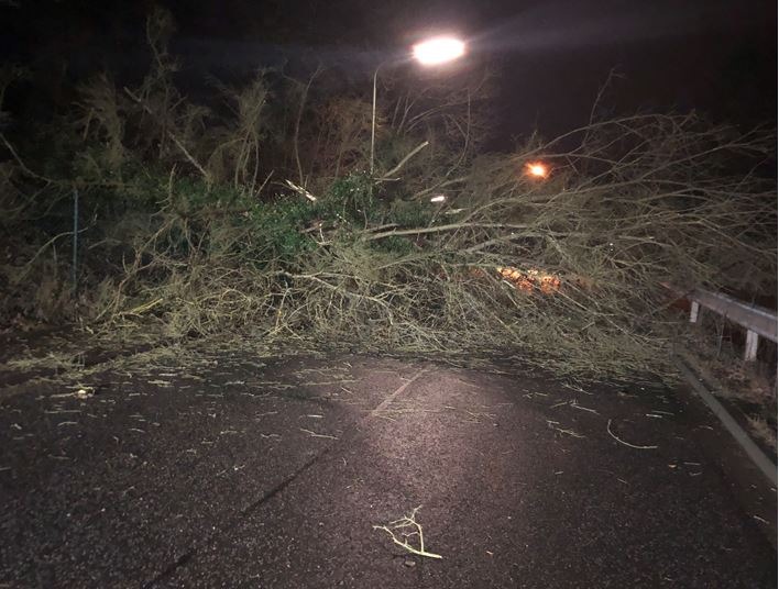 POL-PPWP: Umgefallener Baum blockiert Fahrbahn und Bahngleise