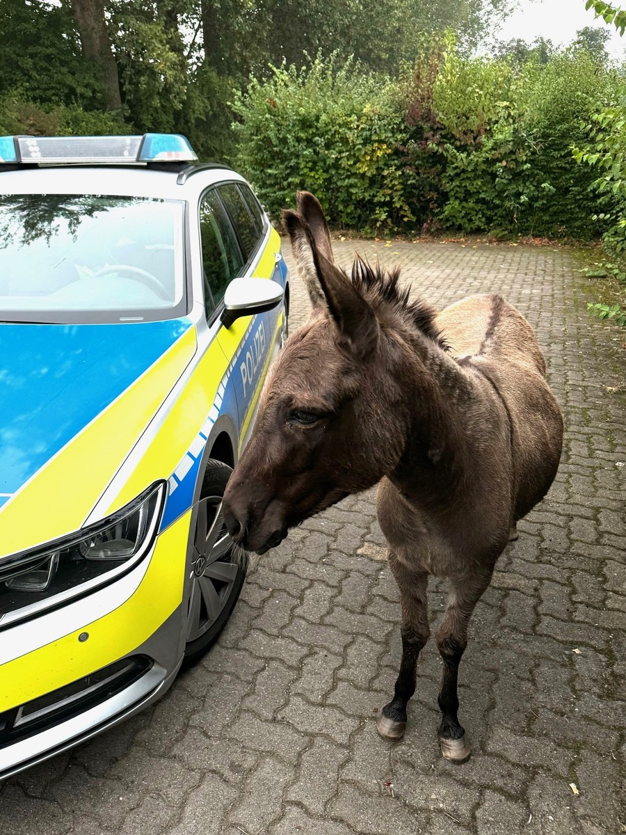 POL-HI: Esel auf Abwegen - tierischer Einsatz in Sarstedt