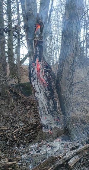 POL-PDLD: Freimersheim - Brennender Baum