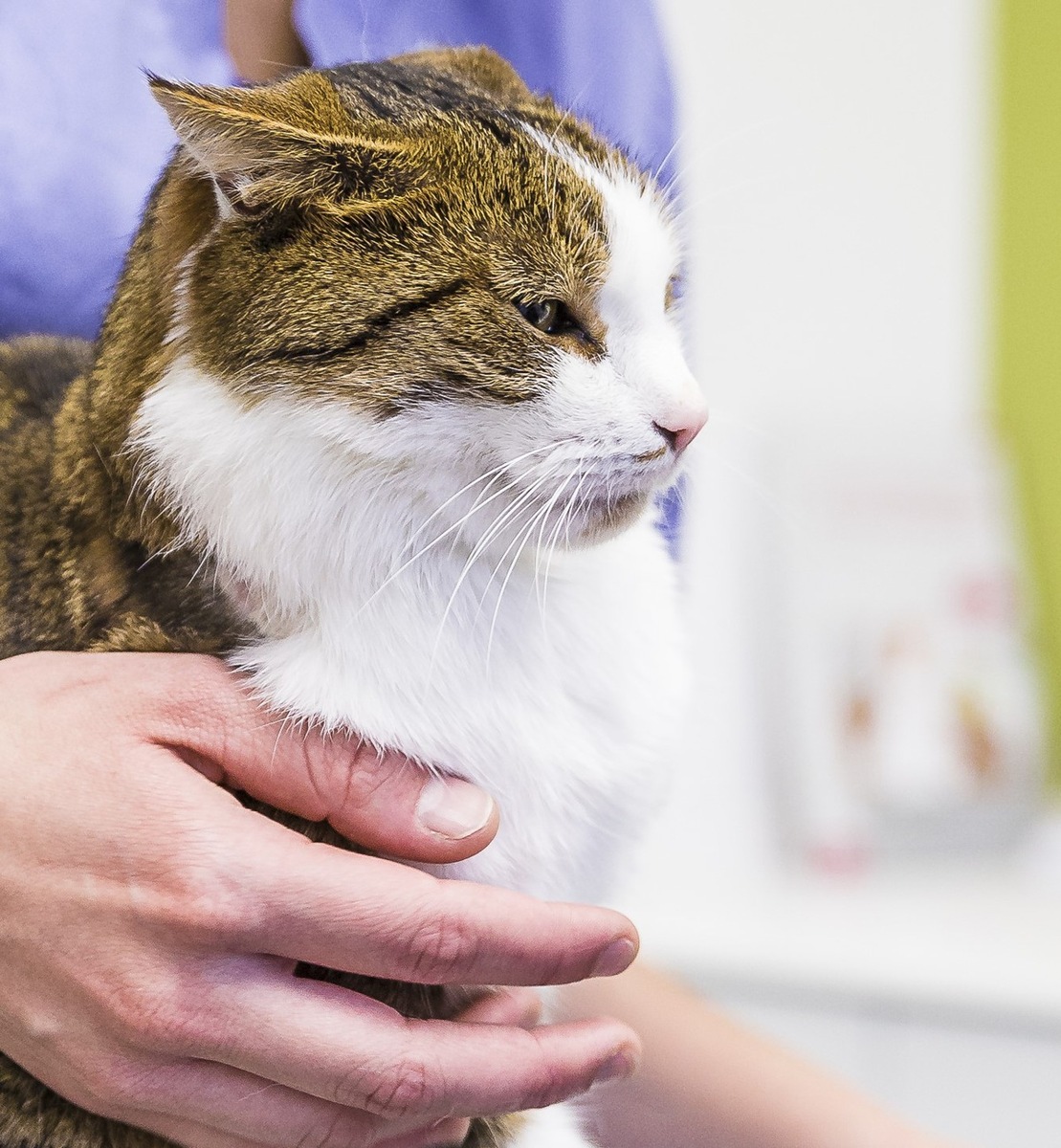 Medienmitteilung: Tierärztinnen und Tierärzte helfen Tieren bei der Knallerei am  1. August