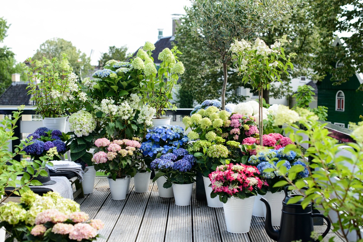 Die Gartenhortensie in all ihrer Vielfalt / Auf Balkon, im Beet oder als Bodendecker