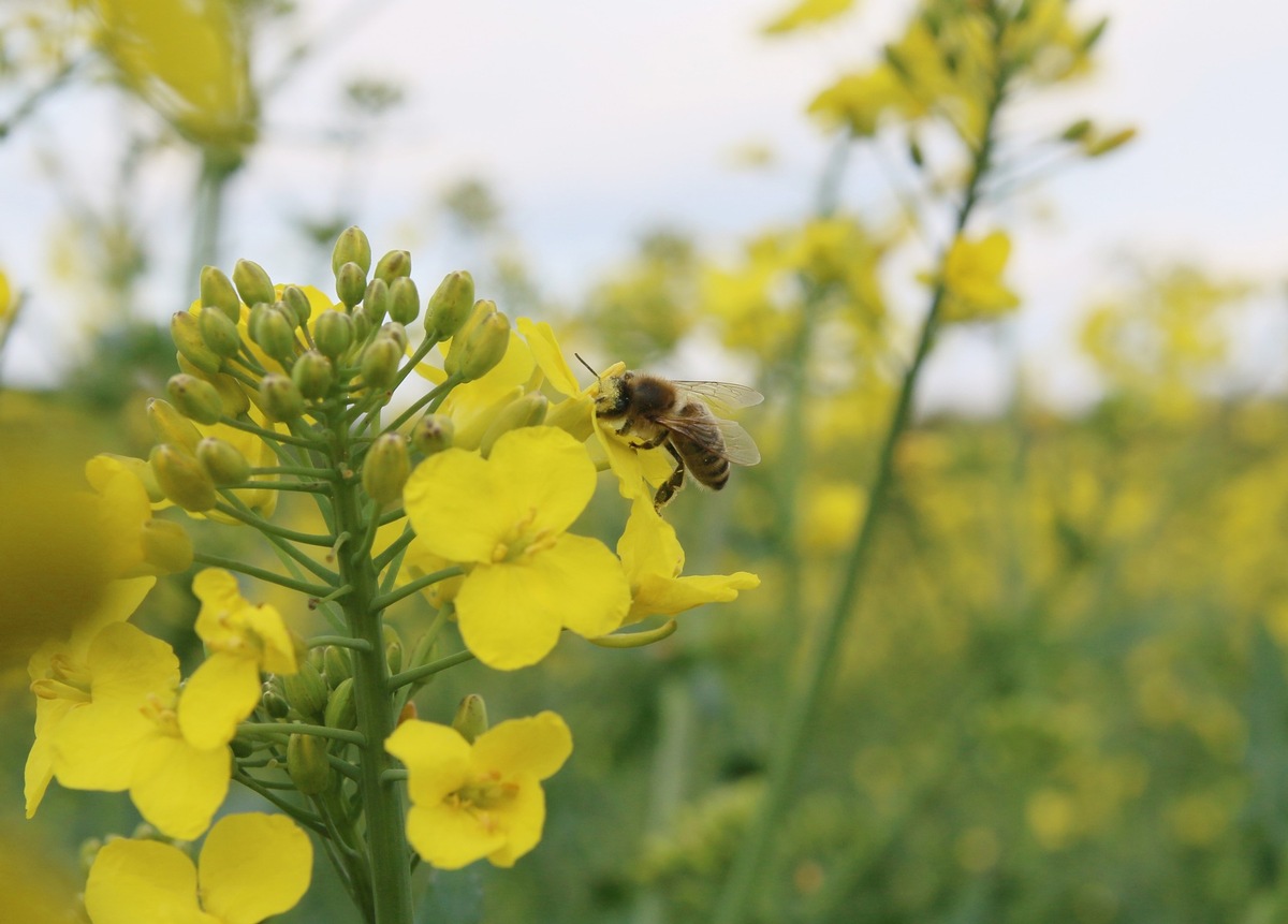 Bleiben Bayerns Bienen gentechnikfrei, Herr Söder?