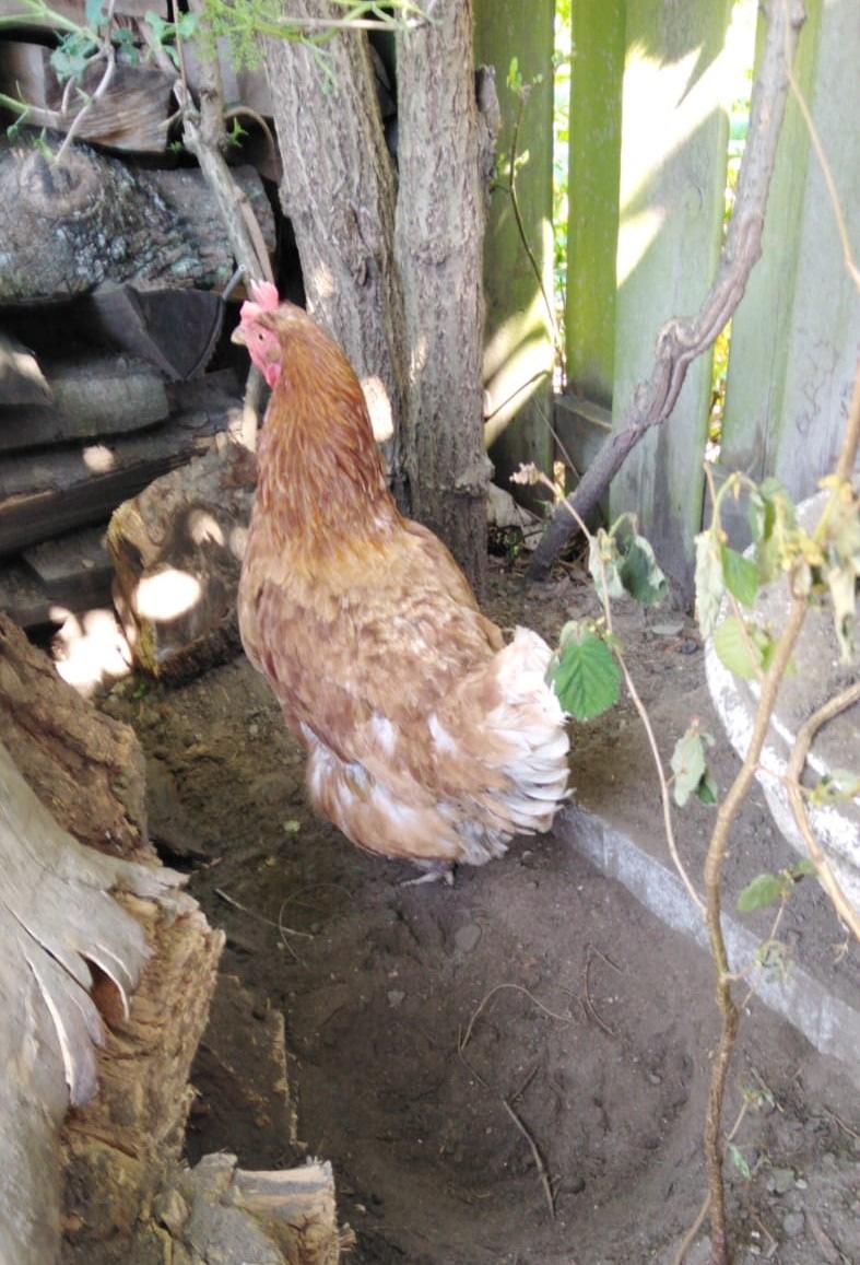 POL-E: Mülheim an der Ruhr: Huhn von der Beschleunigungsspur gerettet- Foto- Anrufer meldeten Hühner auf der Styrumer Autobahnauffahrt