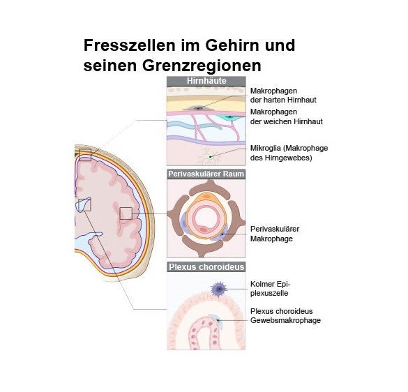 Neue Landkarte des Immunsystems an Grenzregionen des Gehirns erstellt