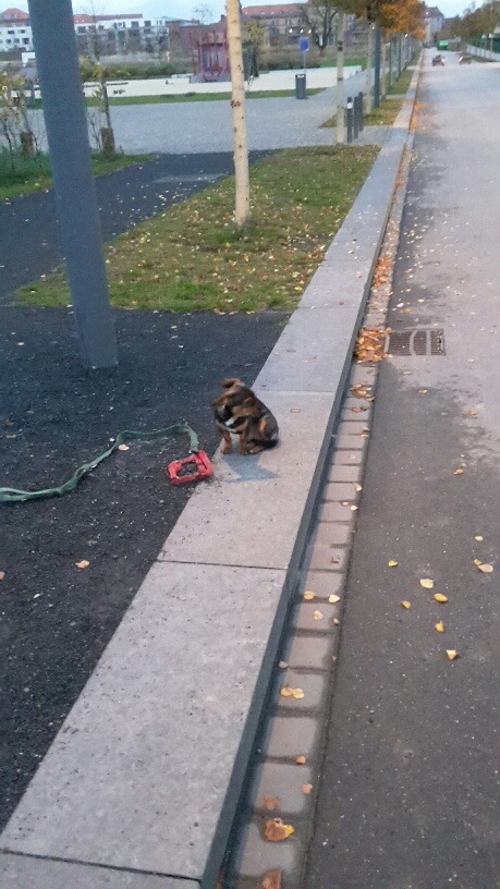 POL-PDLD: Hunde ausgesetzt - Zeugenaufruf