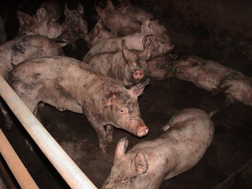 Skandalös: Schwyzer Bezirksamt schützt nicht tiergerechte Schweinemast