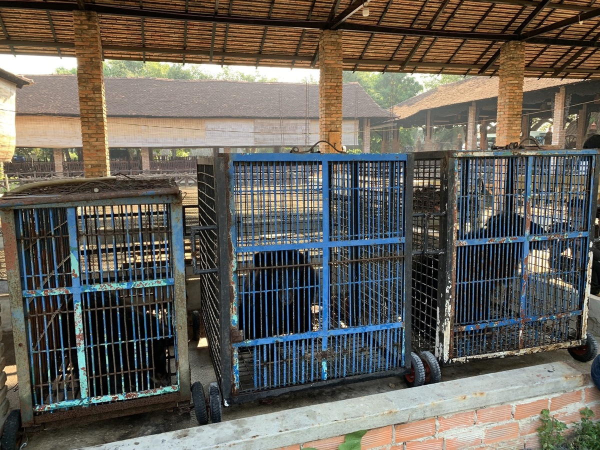 QUATRE PATTES sauve neuf ours enfermés depuis  plus de 17 ans dans des cages minuscules au Vietnam