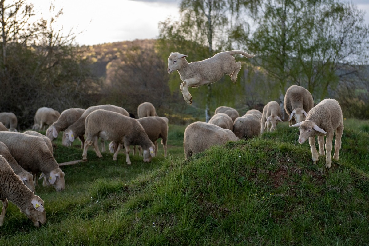 Keine «Mulesing»-Merinowolle mehr für den Schweizer Markt