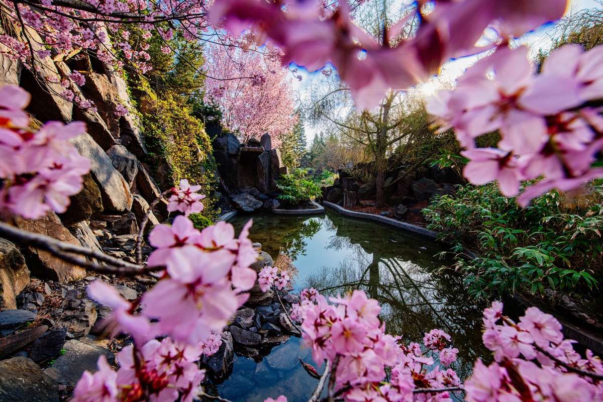 BUGA Erfurt 2021 - der japanische Garten