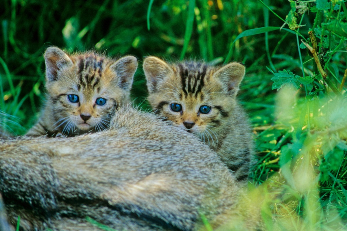 ++ Wildkatzen – Vorsicht Verwechslungsgefahr! ++