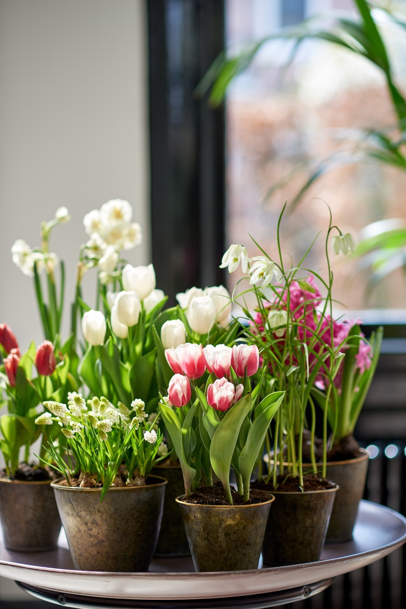 Auf Wiedersehen, Winter - Hier kommt der Frühling / Diese Frühlingsboten lassen die Herzen höher schlagen