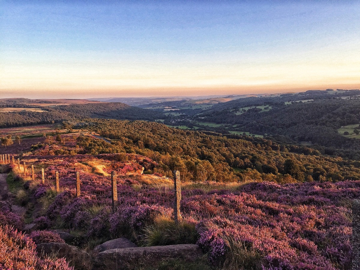 Wenn die Hügel lila blühen: Heidesaison in der Outdoor City Sheffield