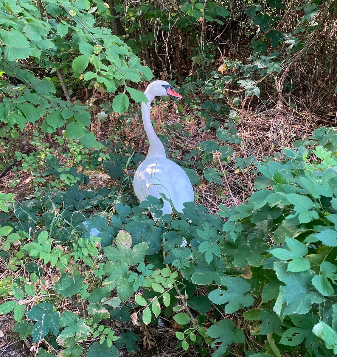 LPI-NDH: Ein Schwan auf Abwegen