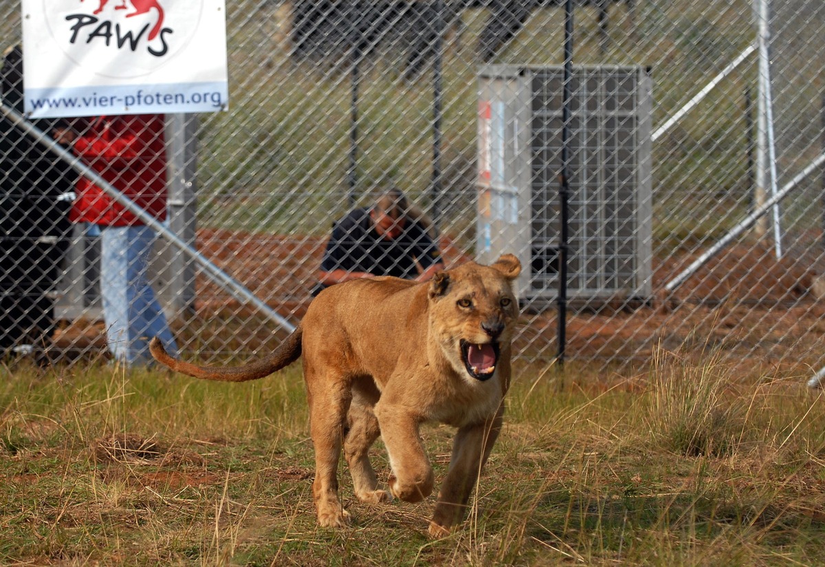 VIER PFOTEN bringt sieben europäische Löwen nach Südafrika