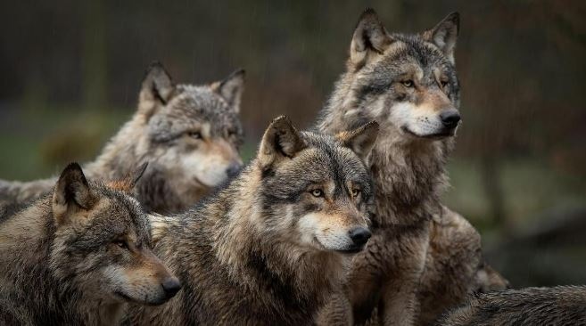 Beim Wolf braucht es Nägel mit Köpfen