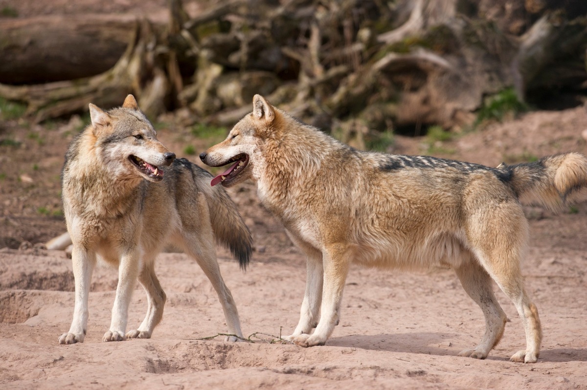 Faschingsferien im Wildparadies Tripsdrill