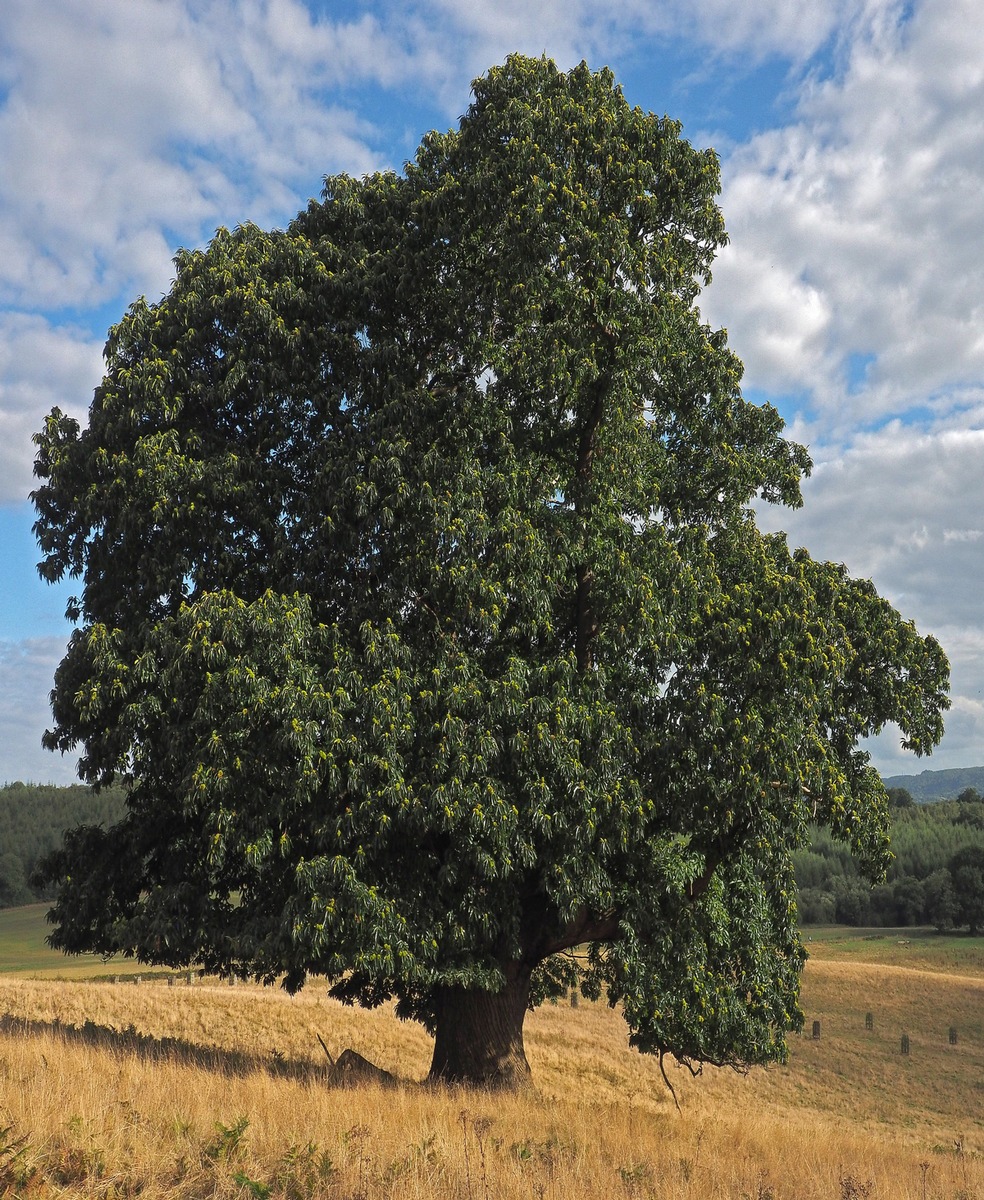 Die Ess-Kastanie ist Baum des Jahres 2018