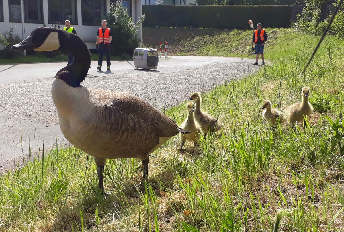 FW-BO: Gänsefamilie auf der A 40 - Feuerwehr bringt Tiere in Sicherheit