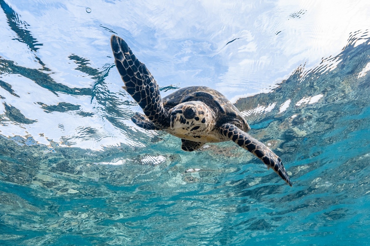 The Ritz-Carlton Maldives, Fari Islands: Initiative zum Weltschildkrötentag