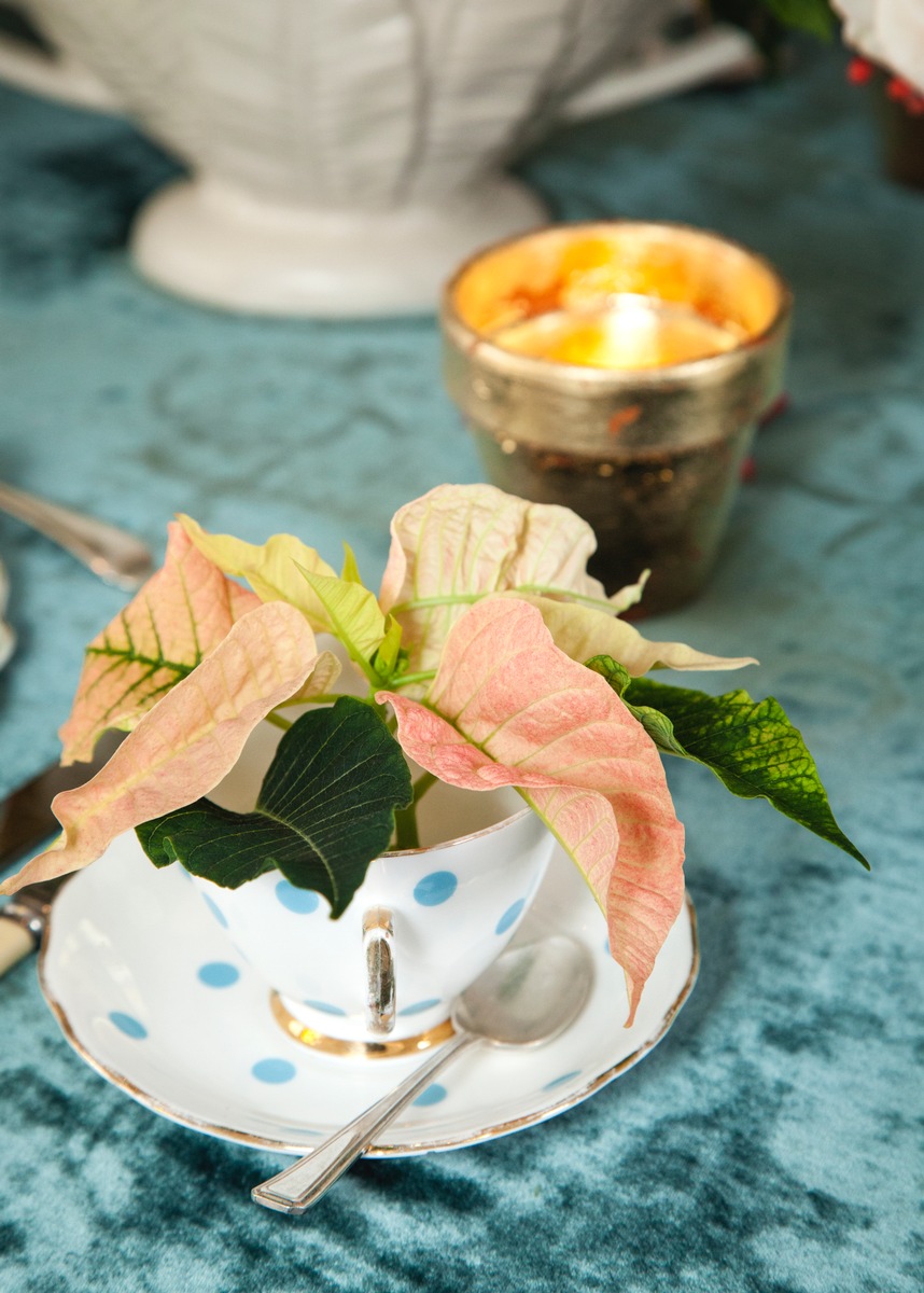 Der Weihnachtsstern als Schnittblume / Weihnachtsträume mit Schnittpoinsettien (FOTO)