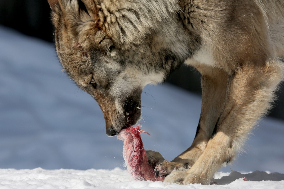 Hier sind viele wilde Tiere zahm: 3sat zeigt Doku über Wildpark