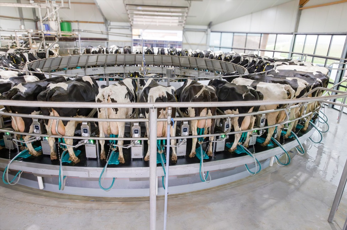 GEA DairyRotor T8600: New conventional milking parlor with digital control