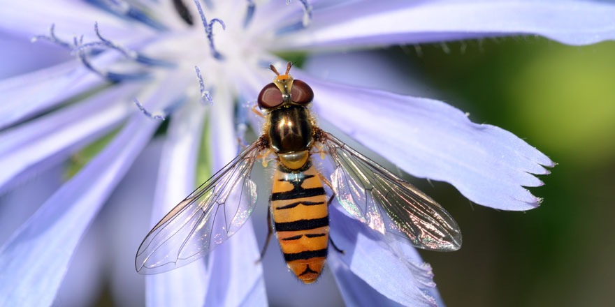 Neue Artenkenner gesucht: Promotionskolleg Biodiversität