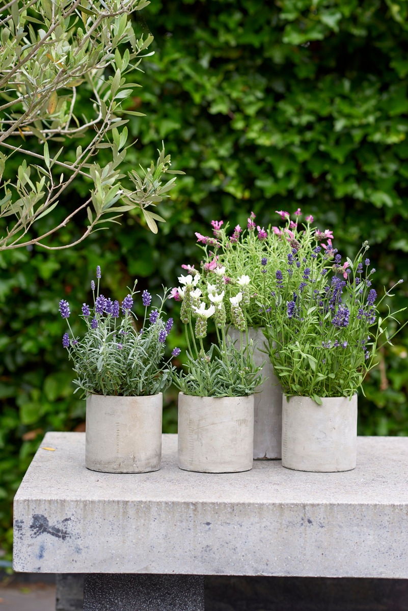 Pflanzenfreude.de kürt Balkon- und Terrassenpflanze des Jahres 2018 / Ein farbenprächtiges Duo: Lavendel und Schmucklilie