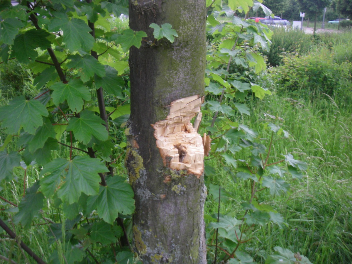 POL-DN: Bäume wurden mutwillig beschädigt