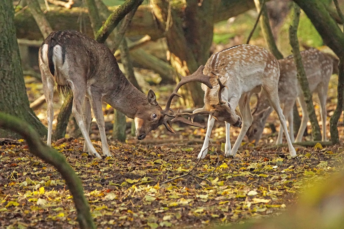 Pressebericht: Niederlande-Highlights im Herbst 2019 - Wildes Zandvoort, buntes Eindhoven