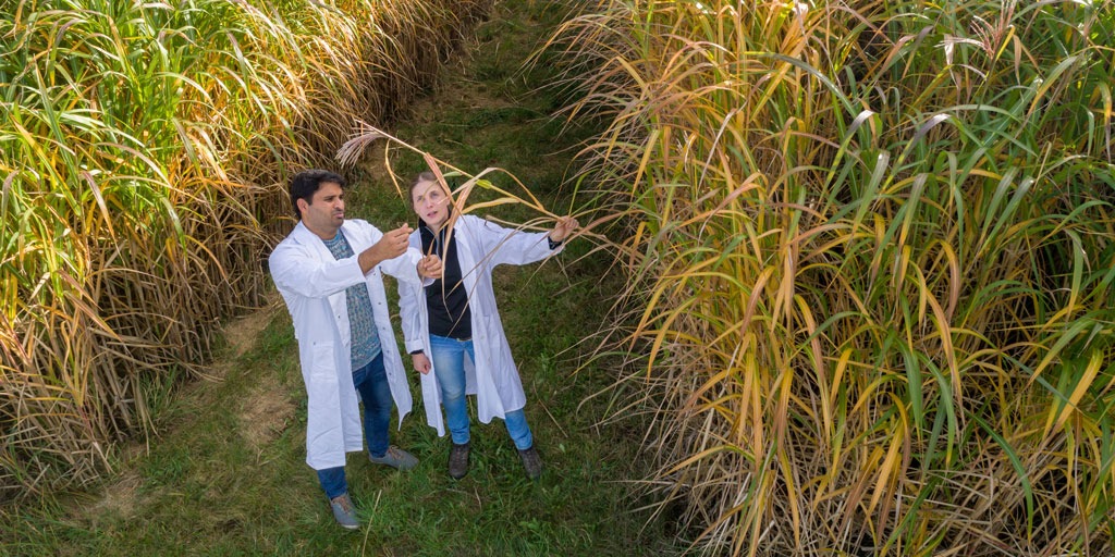 Negative CO2-Bilanz mit Bioethanol aus Miscanthus