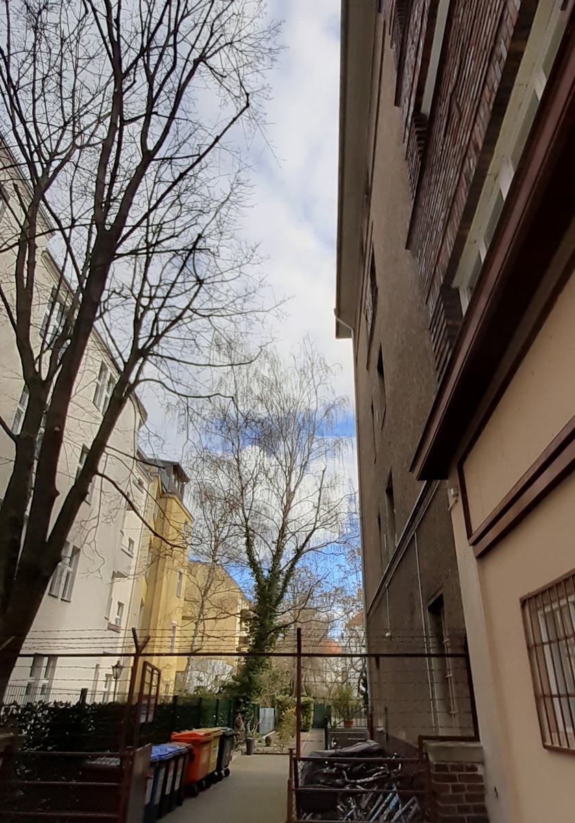 Enger Raum in Berlin - so sollte der Baum geschnitten werden