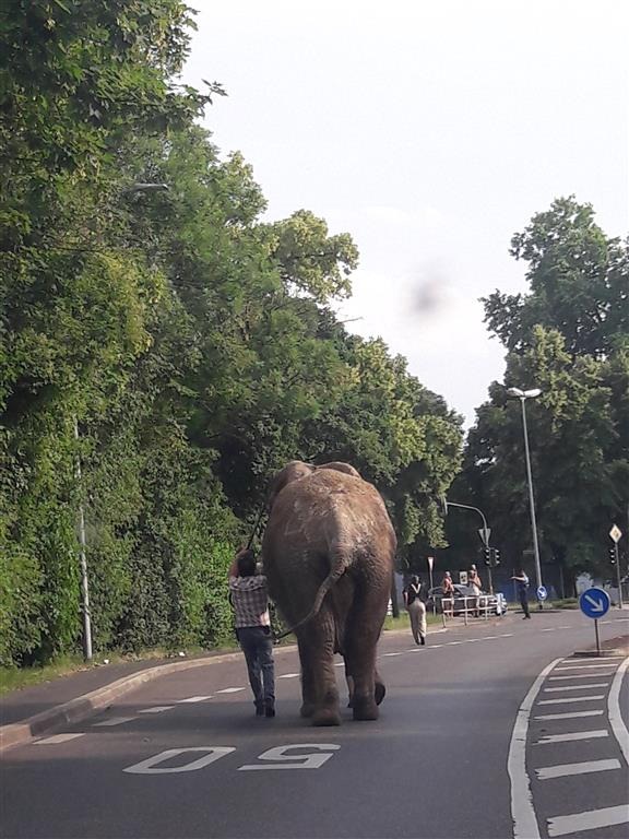 POL-PDNR: Ein Elefant auf Abwegen