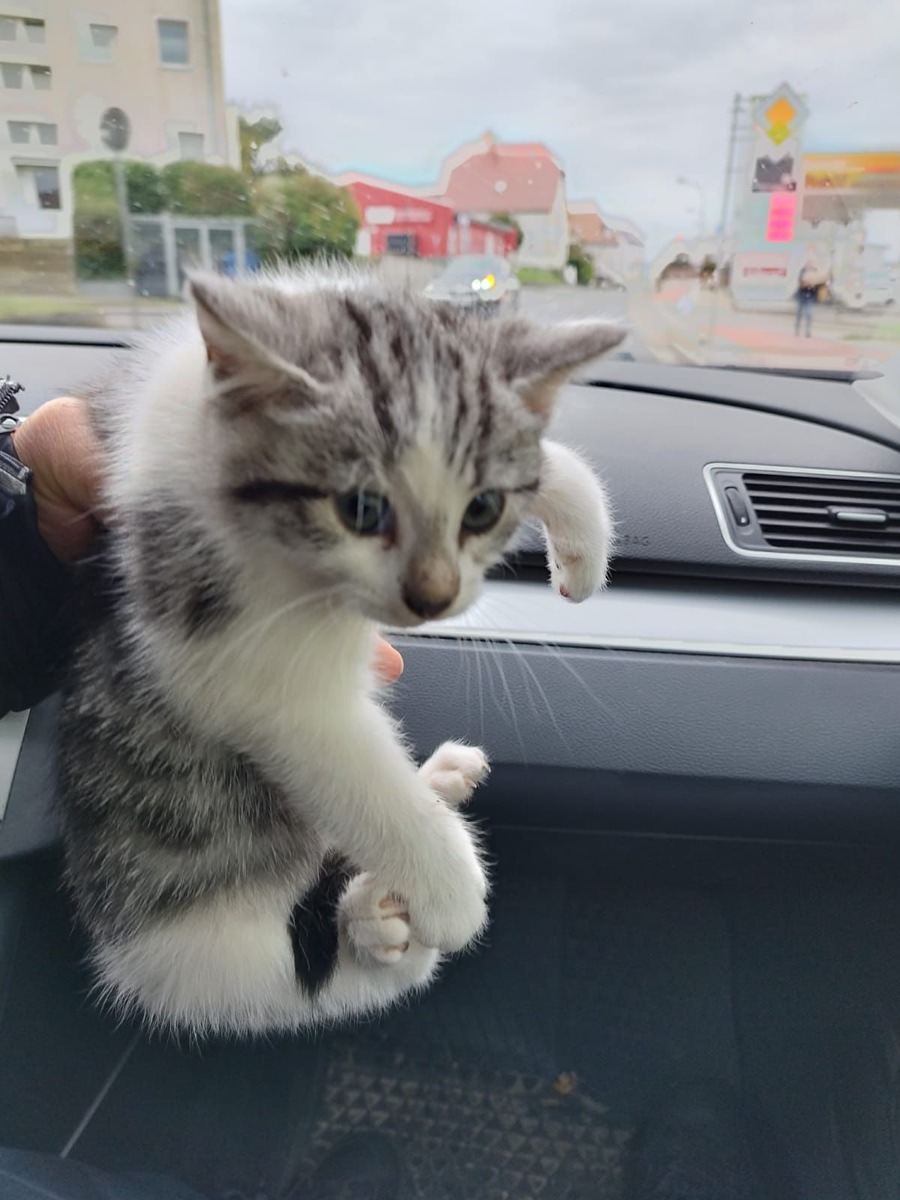 POL-HST: Ängstliche Katze sorgt für Polizeieinsatz