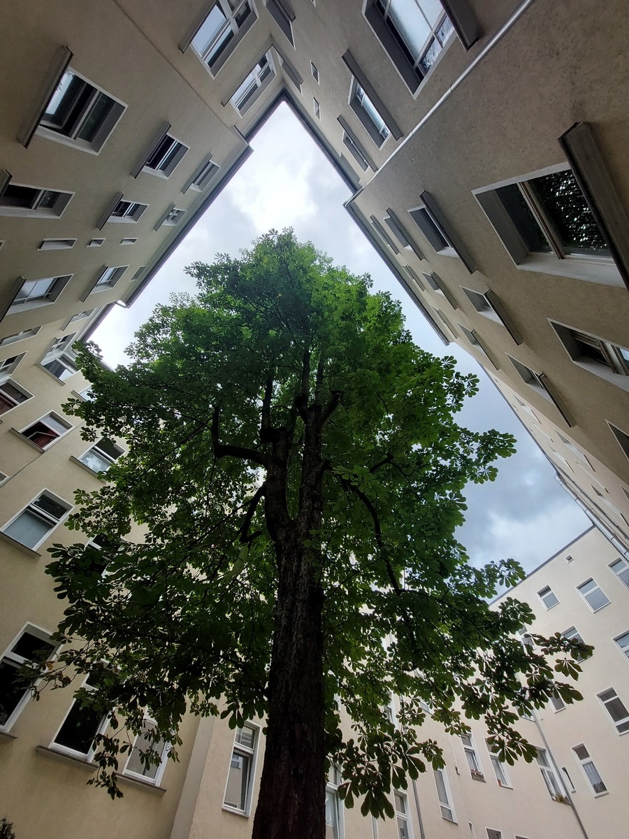 Kostenfaktor Baum: Sicherung und Erhaltung auf Mietwohngrundstücken