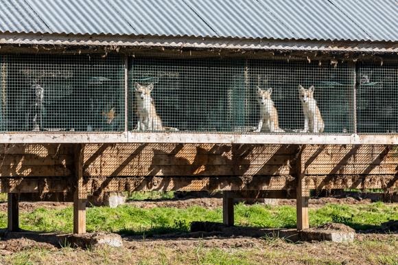 Déclaration de QUATRE PATTES : Le parlement estonien adopte l’interdiction des fermes d’élevage d’animaux à fourrure